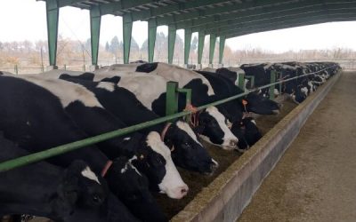 The first auction in March 2021