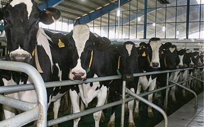 The first auction in Februry 2021