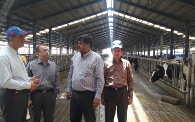 بازدید معاون اقتصادی استاندار قزوین